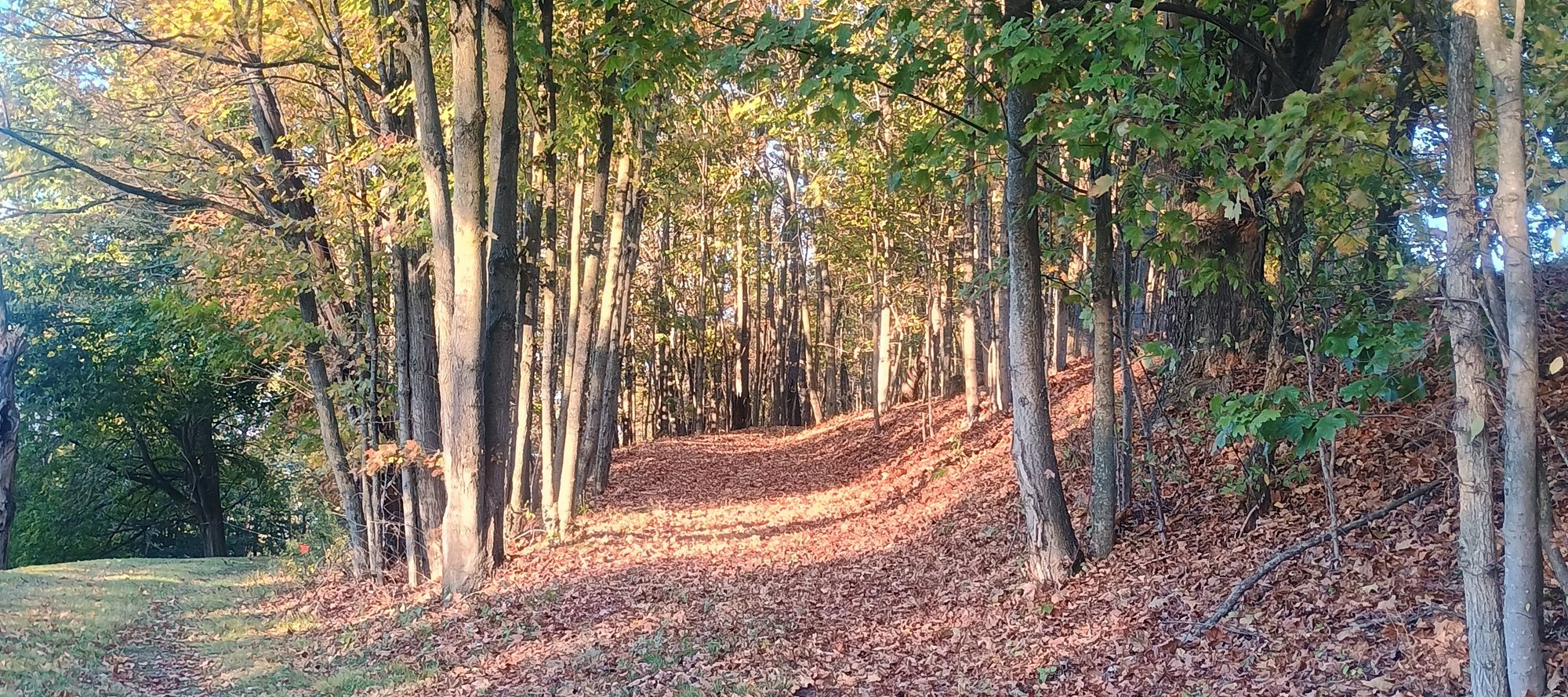 Leaf-covered wooded path through Wildwood Cemetery in autumn