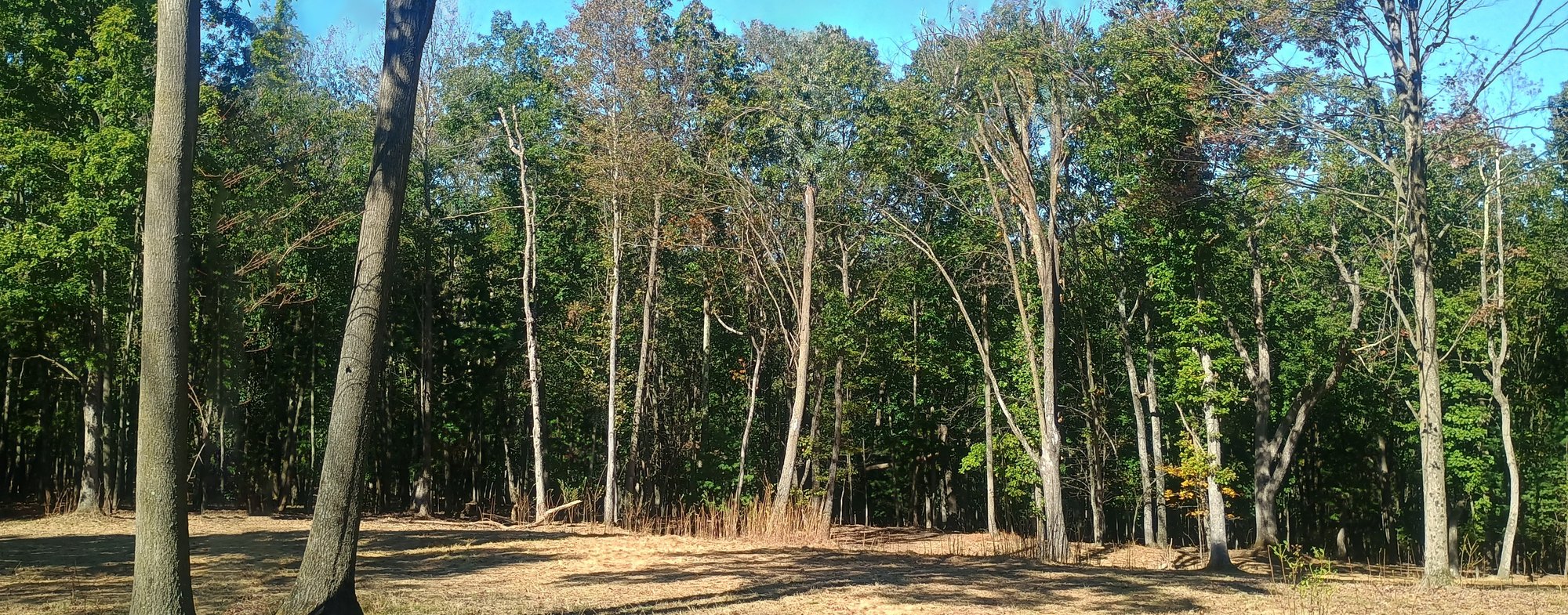 Wooded clearing in Wildwood Cemetery's green burial section